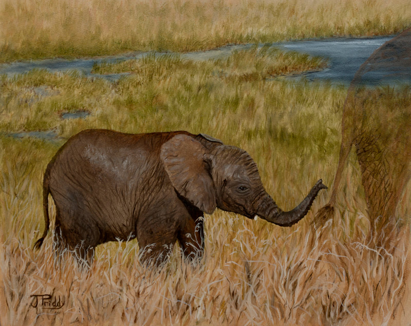 African Elephant, by Jan Priddy, Wildlife Artist. Oil Painting 