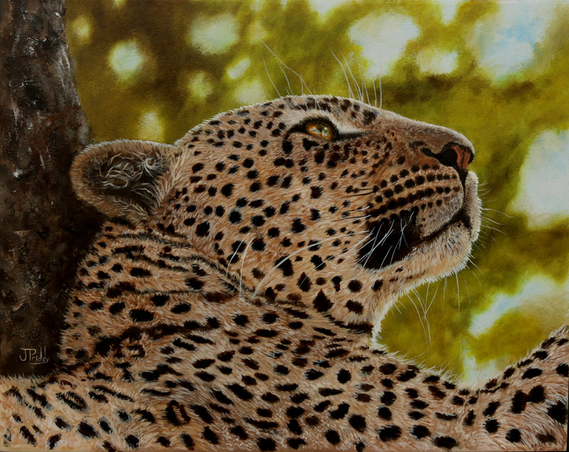 Leopard from Africa, Oil Painting by Jan Priddy