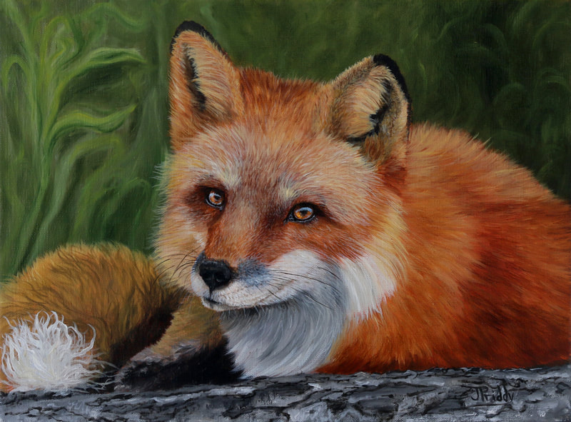 Fox Oil Painting by Jan Priddy, Award Winning Wildlife Artist