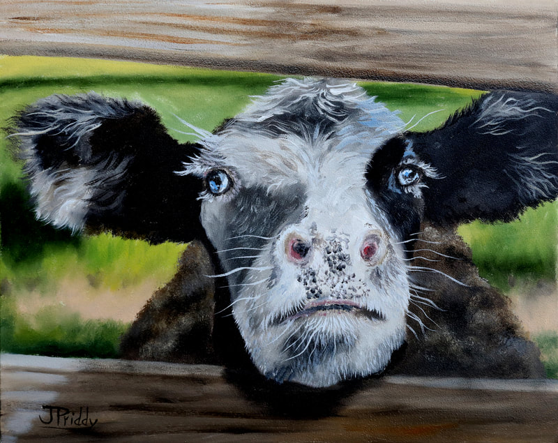 Cow on the Farm, Oil Painting, Jan Priddy Wildlife Artist