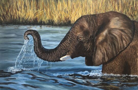 Jan Priddy Fine Art - Splash - Elephant Oil Painting