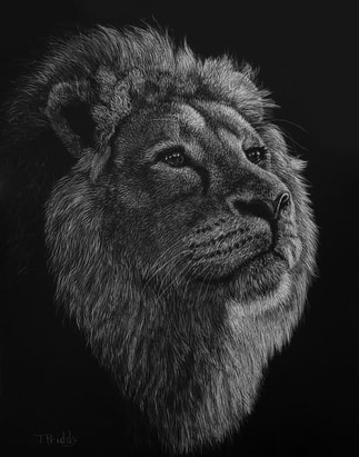 Jan Priddy Art - Scratchboard - Radiant Lion